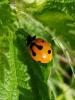 Coccinella septempunctata